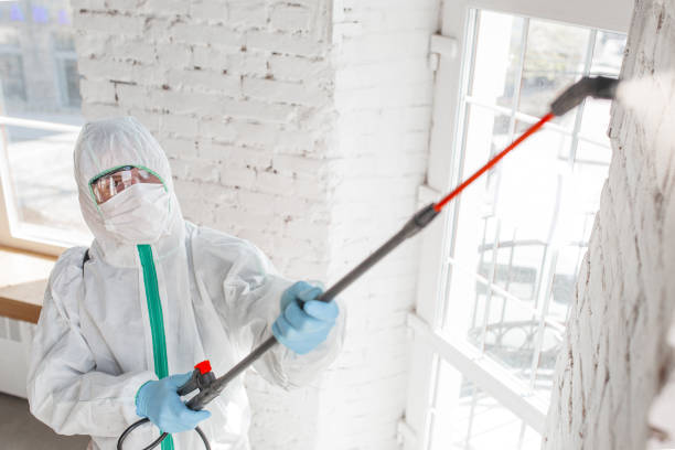 Reliable Mount Gilead, NC Mold Removal Solutions